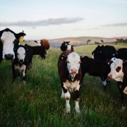 grass-fed beef in Australia