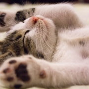 Kitten sleeping - stretched out, relaxed